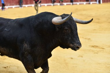 İspanya 'da geleneksel boğa güreşi gösterisinde boynuzlu güçlü bir boğa.