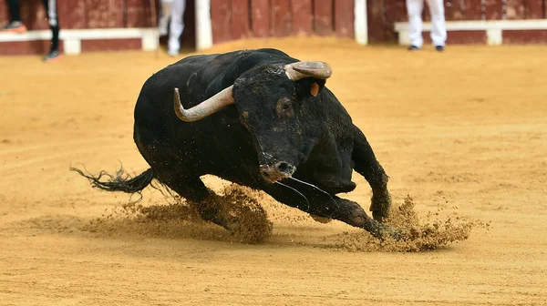 Gran Toro Español Con Cuernos Grandes Durante Espectáculo Tradicional Corridas — Foto de Stock