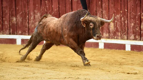 Spanyol Nagy Bika Nagy Szarvú Alatt Hagyományos Látványosság Bikaviadal Spanyolországban — Stock Fotó