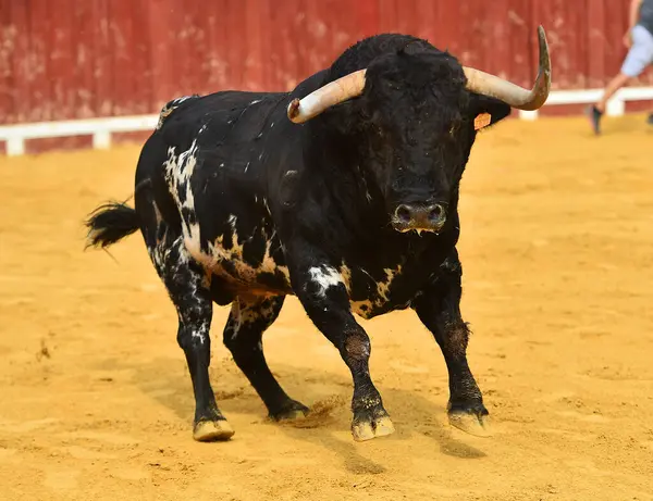 Hiszpański Duży Byk Dużymi Rogami Podczas Tradycyjnego Spektaklu Walki Byków — Zdjęcie stockowe