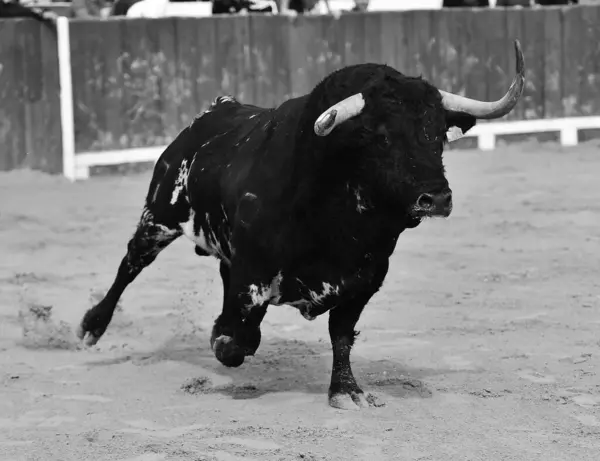 Spanish Big Bull Big Horns Traditional Spectacle Bullfight Spain — Stock Photo, Image