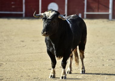 Büyük boynuzlu büyük bir boğa geleneksel boğa güreşi gösterisinde