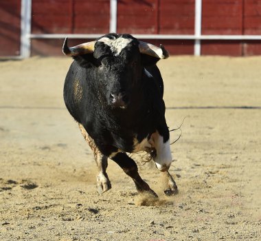 İspanya 'da geleneksel boğa güreşi gösterisinde boynuzlu güçlü bir boğa.