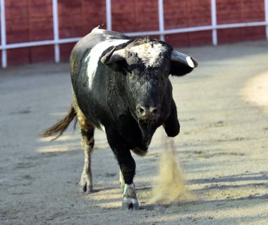 İspanya 'da geleneksel boğa güreşi gösterisinde boynuzlu güçlü bir boğa.
