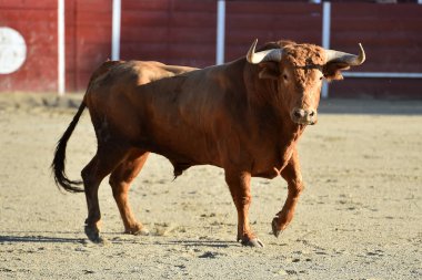 Büyük boynuzlu büyük bir boğa geleneksel boğa güreşi gösterisinde
