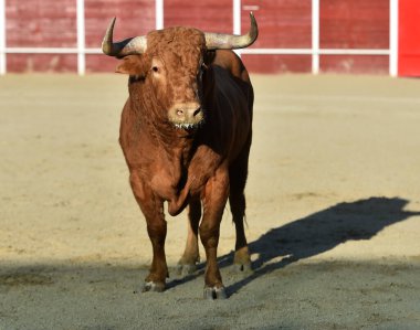 Büyük boynuzlu büyük kırmızı boğa İspanya 'da