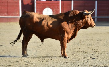Büyük boynuzlu büyük kırmızı boğa İspanya 'da