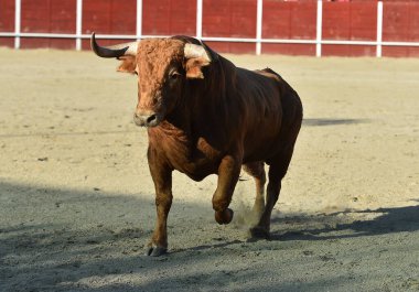 Büyük boynuzlu büyük kırmızı boğa İspanya 'da
