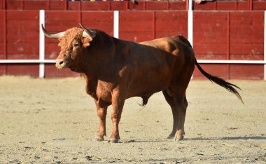 Büyük boynuzlu büyük kırmızı boğa İspanya 'da