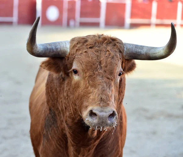 big red bull with big horns in spain