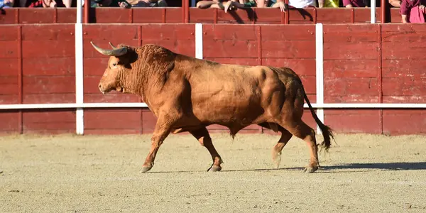 big red bull with big horns in spain