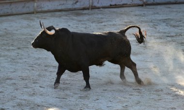 İspanyol arenasında güçlü siyah boğa