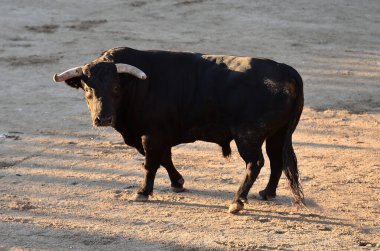 Büyük boynuzları olan agresif boğa geleneksel boğa güreşi gösterisinde