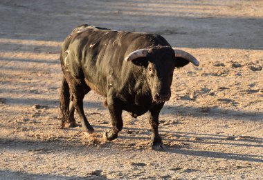Büyük boynuzları olan agresif boğa geleneksel boğa güreşi gösterisinde