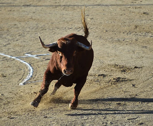 strong bull running in the bullring in a traditional spectacle of bullfight
