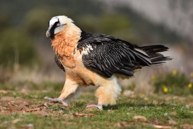 İspanya 'da sakallı bir akbaba