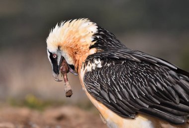 İspanya 'da sakallı bir akbaba