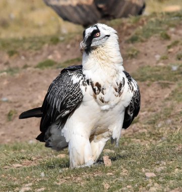 İspanya 'daki dağda sakallı akbaba