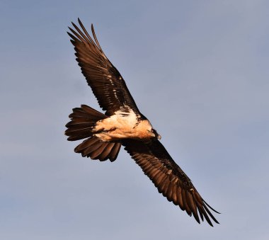 Dağda görkemli sakallı bir akbaba