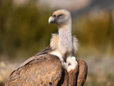 İspanya 'da görkemli bir Griffon akbabası