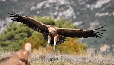İspanya 'daki dağlarda bir griffon akbabası