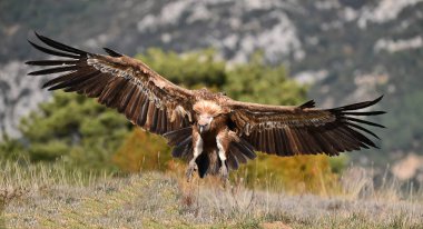 İspanya 'daki dağlarda bir griffon akbabası