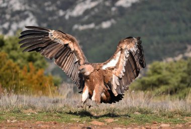 İspanya 'daki dağlarda bir griffon akbabası