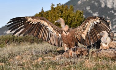 İspanya 'daki dağlarda bir griffon akbabası