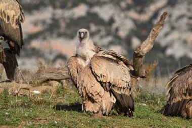 İspanya 'daki dağlarda bir griffon akbabası