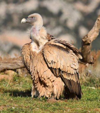 İspanya 'daki dağlarda bir griffon akbabası