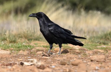 A beautiful black crow in Spain