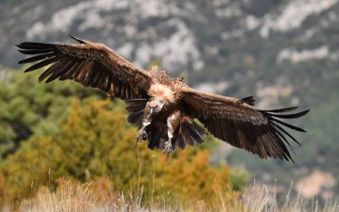 İspanya 'daki dağlarda bir griffon akbabası