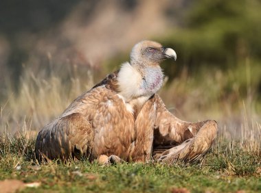 İspanya 'daki dağlarda bir griffon akbabası