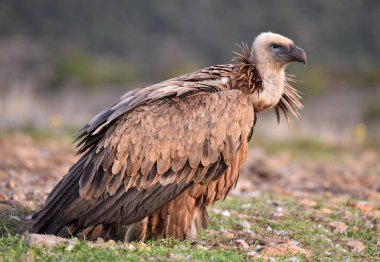 İspanya 'daki dağlarda bir griffon akbabası