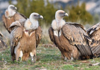 İspanya 'da görkemli bir Griffon akbabası