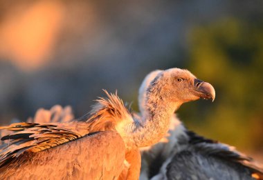 İspanya 'da büyük bir griffon akbabası