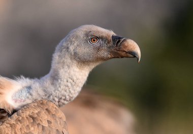 İspanya 'da büyük bir griffon akbabası