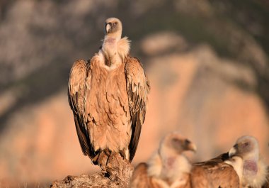 İspanya 'daki dağlarda bir griffon akbabası