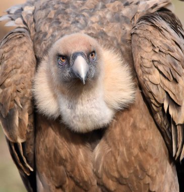 İspanya 'daki dağlarda bir griffon akbabası