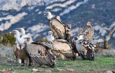 İspanya 'daki dağlarda bir griffon akbabası