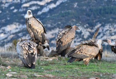 İspanya 'daki dağlarda bir griffon akbabası