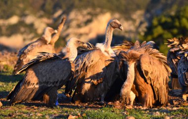 İspanya 'daki dağlarda bir griffon akbabası