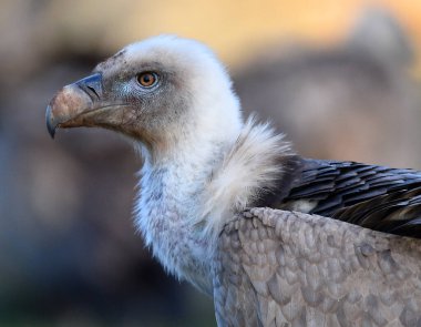 İspanya 'daki dağlarda bir griffon akbabası
