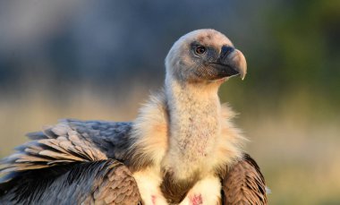 İspanya 'daki dağlarda bir griffon akbabası