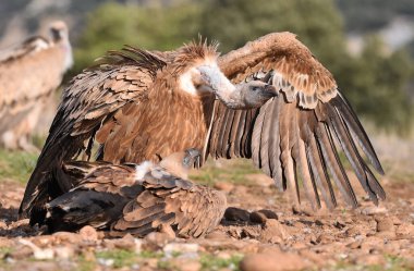 İspanya 'da büyük bir griffon akbabası