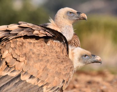 İspanya 'daki görkemli Griffon akbabası.