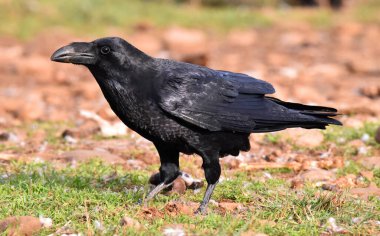 A beautiful black crow in Spain