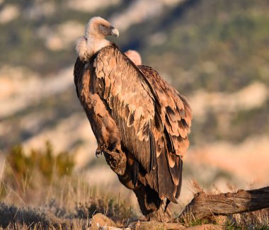 İspanya dağlarında bir griffon akbabası