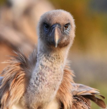 İspanya 'daki dağlarda bir griffon akbabası