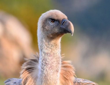 İspanya 'daki dağlarda bir griffon akbabası